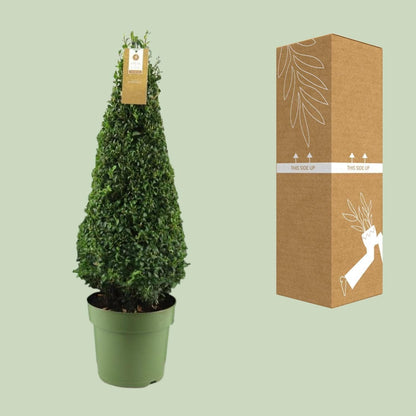 Buxus Semp. Pyramid 55cm P21 - Ø21cm - ↕75cm - grüne-wurzel