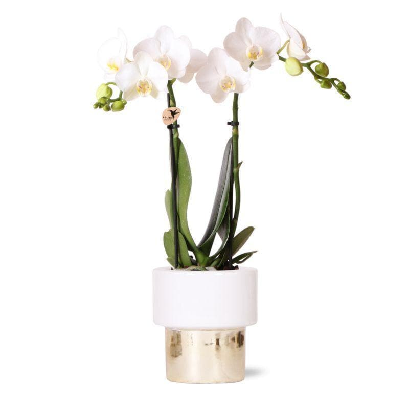 Kolibri Orchids | weiße Phalaenopsis Orchidee - Amabilis + Elite Topf Gold - Topfgröße Ø9cm - 35cm hoch | blühende Zimmerpflanze - frisch vom Züchter - grüne-wurzel