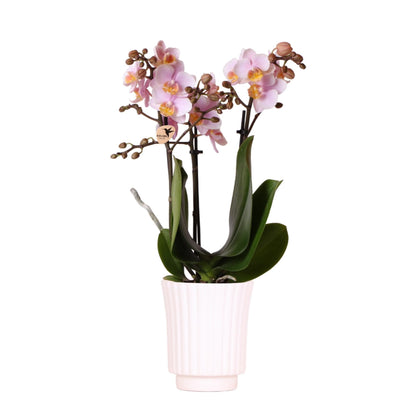 Kolibri Orchids | rosa Phalaenopsis-Orchidee - Andorra im Retro-Dekotopf weiß - Topfgröße Ø9cm - 35cm hoch | blühende Zimmerpflanze - frisch vom Züchter - grüne-wurzel