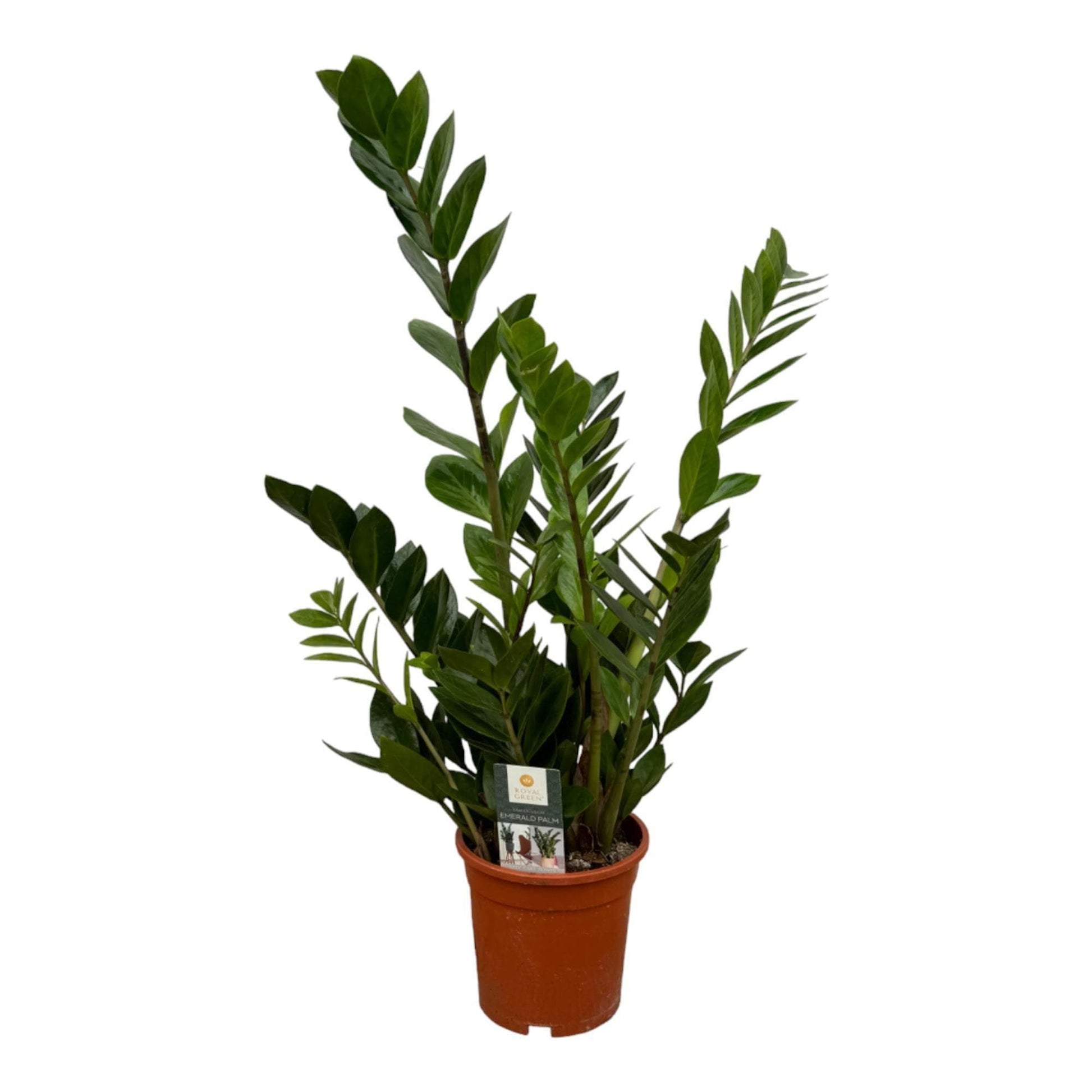 Elegante Zamioculcas Zimmerpflanze - Luftreiniger mit Stil, 75 cm Höhe, Topf Ø17cm Grün - grüne-wurzel