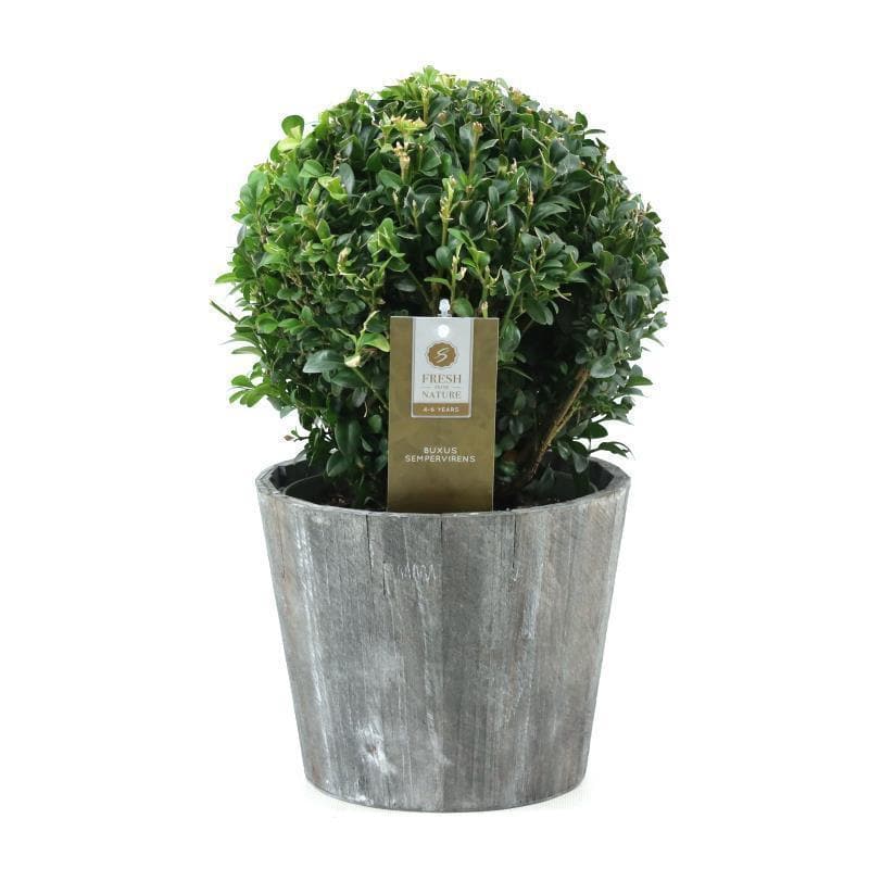 Buxus Semp. Ball Ø20cm P17 In Wood - Ø19cm - ↕35cm - grüne-wurzel