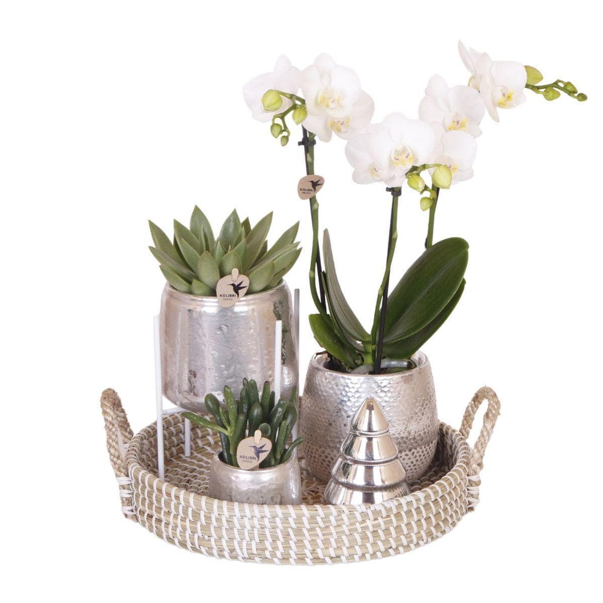 Komplettes Pflanzenset Luxus Silber | Grünes Pflanzenset mit weißer Phalaenopsis-Orchidee und Sukkulenten inkl. silberner Keramik-Ziertöpfe & Weihnachtsbaumzubehör - grüne-wurzel