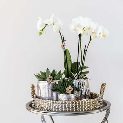 Komplettes Pflanzenset Luxus Silber | Grünes Pflanzenset mit weißer Phalaenopsis-Orchidee und Sukkulenten inkl. silberner Keramik-Ziertöpfe & Weihnachtsbaumzubehör - grüne-wurzel