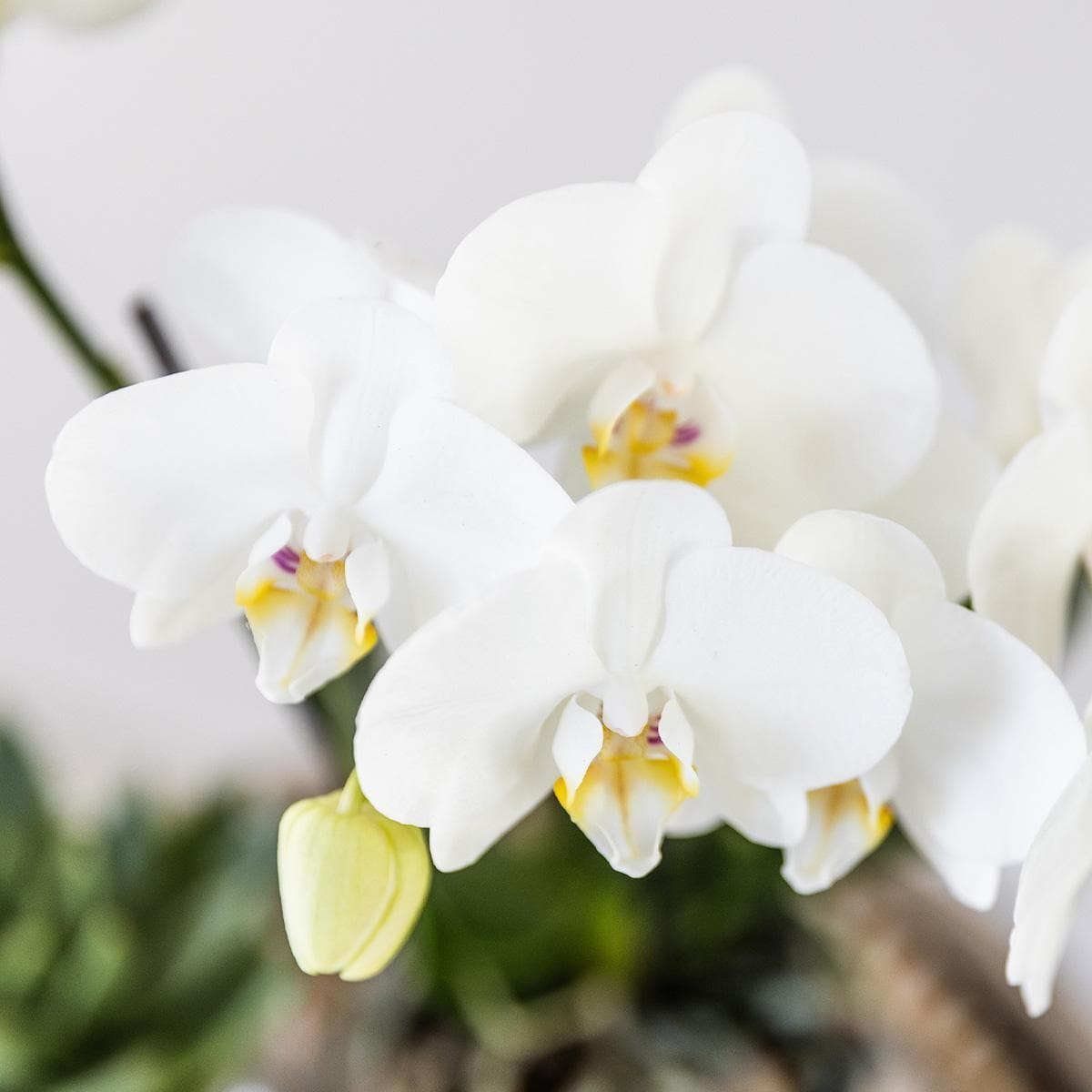 Komplettes Pflanzenset Luxus Silber | Grünes Pflanzenset mit weißer Phalaenopsis-Orchidee und Sukkulenten inkl. silberner Keramik-Ziertöpfe & Weihnachtsbaumzubehör - grüne-wurzel