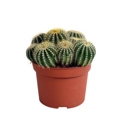 Eriocactus Warasii - Premium Grüner Kaktus mit Gelben Stacheln - 12 cm Zimmerpflanzen - grüne-wurzel