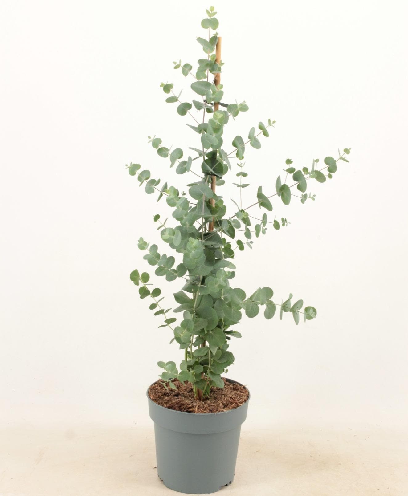 Eucalyptus Cinerea Silver Dollar 17cm Piramide - Ø17cm - ↕65cm - grüne-wurzel