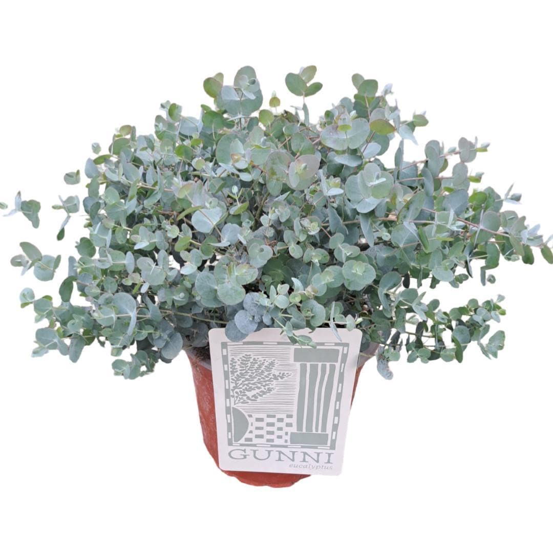 Eucalyptus Gunni - Ø21cm - ↕55cm - grüne-wurzel