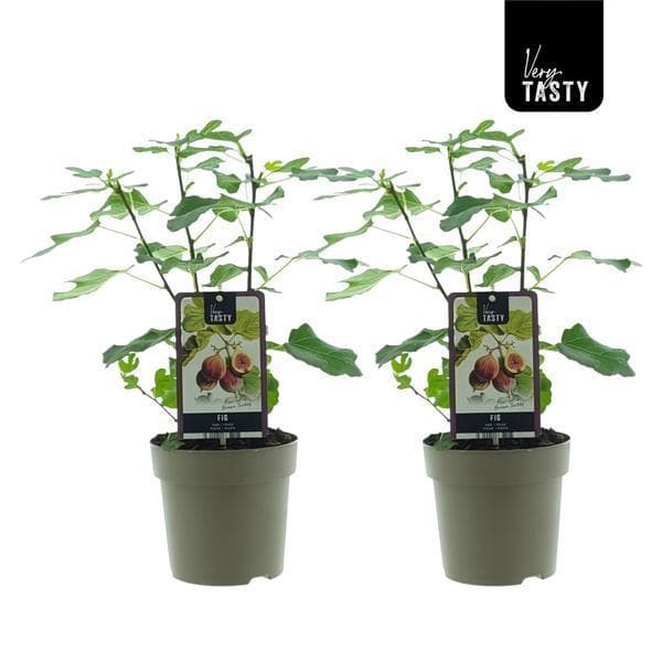 2x Feigenbaum Ficus Brown Turkey Gartenpflanze 40 cm hoch im Topf Ø15 cm 2er Set Pflegeleicht - grüne-wurzel