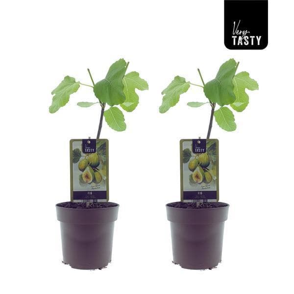 2x Feigenbaum Ficus Panachee Variegata Moraceae Maulbeergewächse Gartenpflanze 40 cm im Topf Ø15 cm Feigenpflanzen - grüne-wurzel