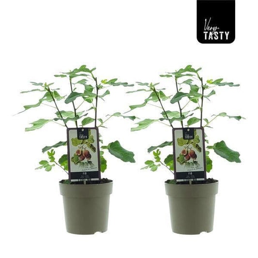 2x Feigenbaum Ficus Precose De Dalmatie - Frühe Dalmatiner Feige - Gartenpflanze 40 cm im Topf Ø15 cm Feigenpflanzen - grüne-wurzel