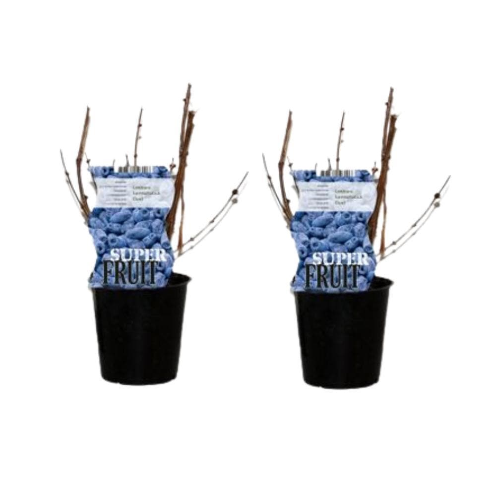 2x Honigbeere - Sibirische Blaubeere Heidelbeere Lonicera Duet - Doppelset – Aromatische Gartenfrucht - Topfgröße Ø12cm Höhe ↕30cm Beeren Pflanze Heidelbeerenpflanze - grüne-wurzel