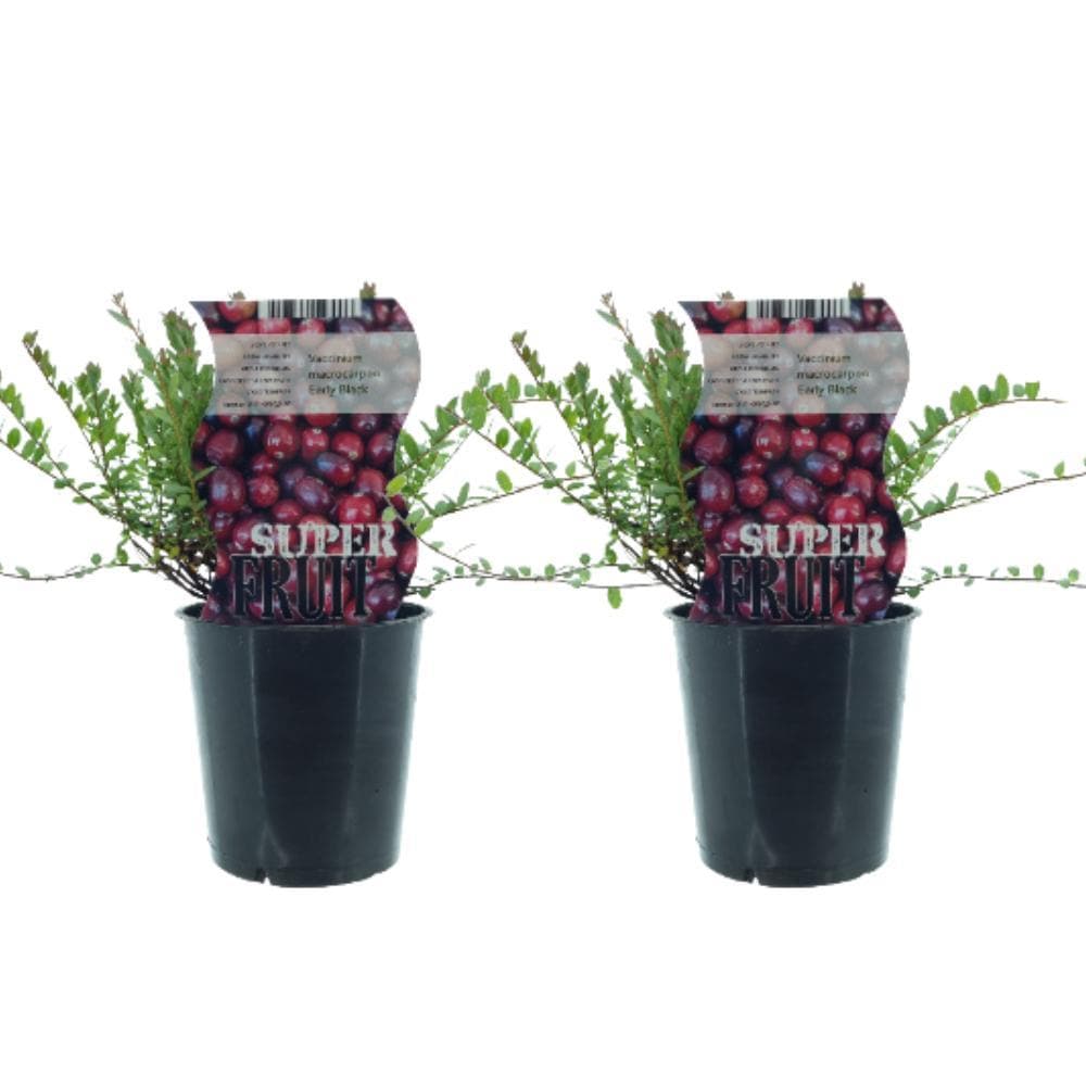 2x Vaccinium 'Early Black' - Preiselbeeren-Doppelpack - Robuste & Dekorative Beerenpflanzen, Ø12cm Topf, 30cm Höhe Preiselbeerpflanzen - grüne-wurzel