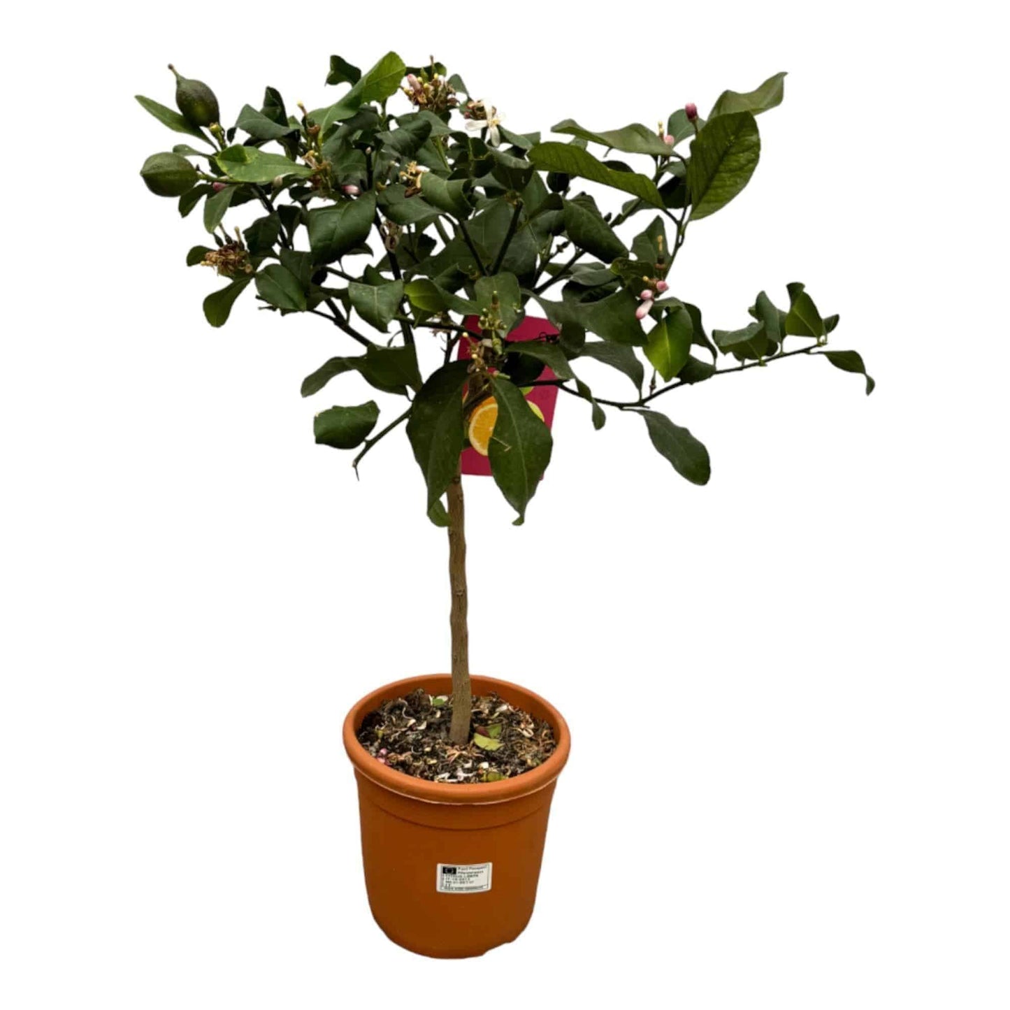 Citrus Lemon - Zitronenbaum - Höhe: 80 cm - Ø22 cm - Gartenpflanze - grüne-wurzel