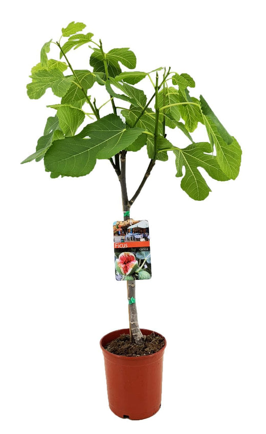 Feigenbaum Ficus Carica Sorte: Mediterranee Gartenpflanze 80 cm im Topf Ø17 cm Feigenpflanze - grüne-wurzel