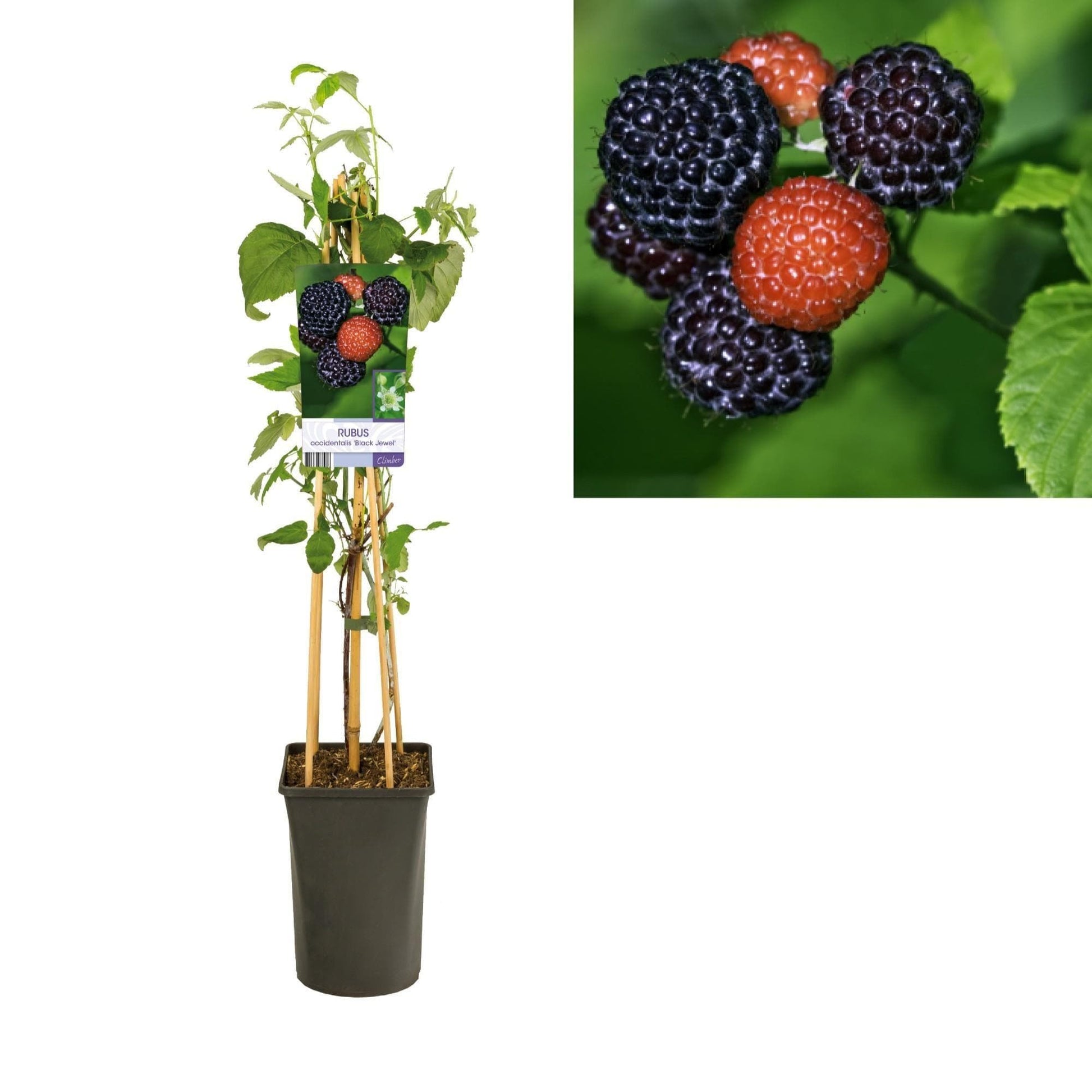 Rubus Occidentalis Black Jewel - Aromatische Schwarze Himbeere - Topf Ø19cm H80cm Himbeerpflanze, Gartenpflanze - grüne-wurzel