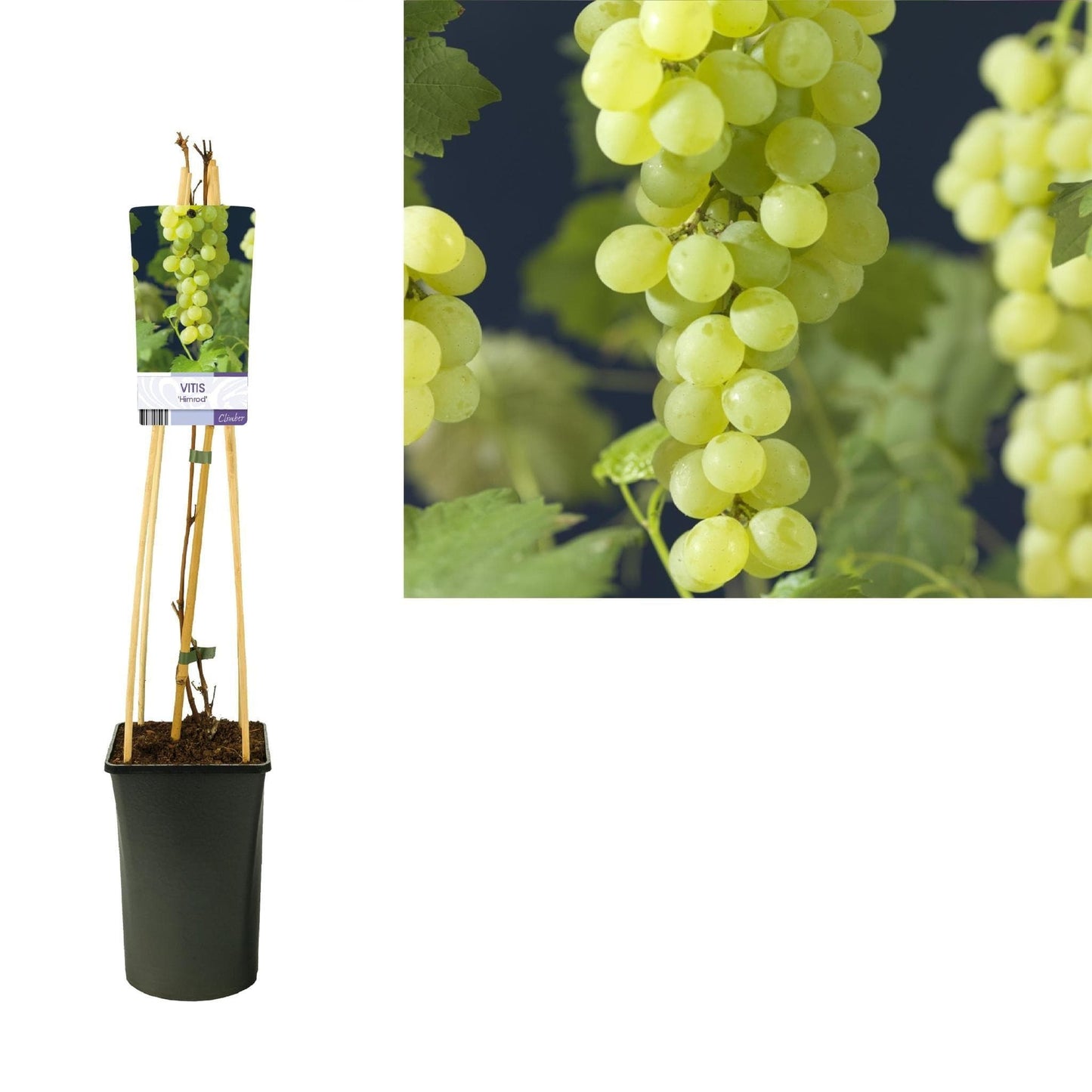 Vitis 'Himrod' Weinrebe - Lichtliebende Weiße Traube Ø12cm Topf - Höhe 30cm Helle Weintraubenpflanze - grüne-wurzel