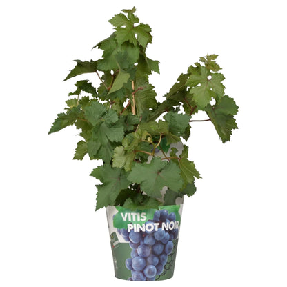 Vitis Pixie Pinot Noir - Bio Zwerg-Weinrebe Ø14cm - Höhe 30cm für Eigenanbau dunkle Weintraubenpflanze - grüne-wurzel