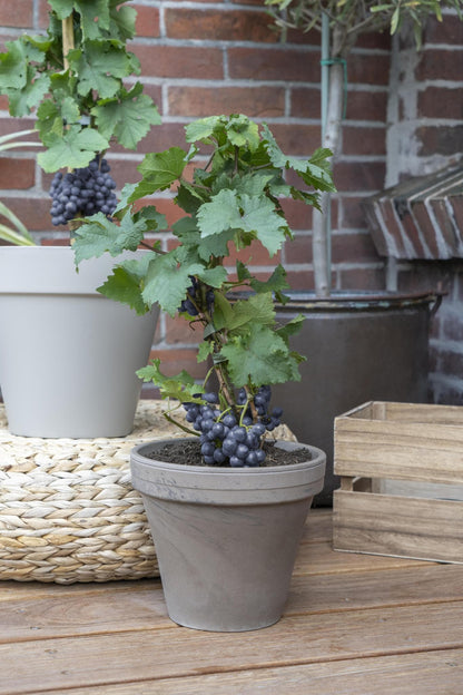 Vitis Pixie Pinot Noir - Bio Zwerg-Weinrebe Ø14cm - Höhe 30cm für Eigenanbau dunkle Weintraubenpflanze - grüne-wurzel