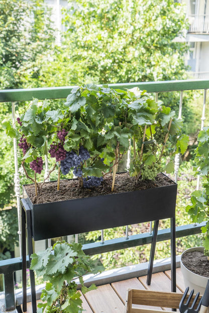 Vitis Pixie Pinot Noir - Bio Zwerg-Weinrebe Ø14cm - Höhe 30cm für Eigenanbau dunkle Weintraubenpflanze - grüne-wurzel