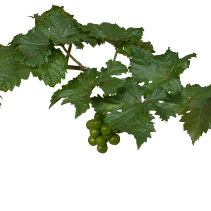 Vitis Pixie Pinot Noir - Bio Zwerg-Weinrebe Ø14cm - Höhe 30cm für Eigenanbau dunkle Weintraubenpflanze - grüne-wurzel