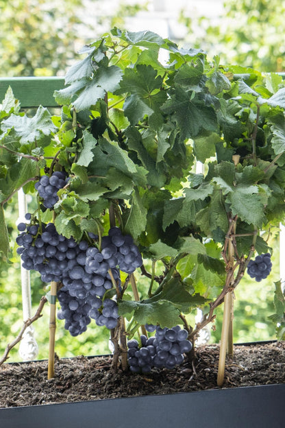 Vitis Pixie Pinot Noir - Bio Zwerg-Weinrebe Ø14cm - Höhe 30cm für Eigenanbau dunkle Weintraubenpflanze - grüne-wurzel