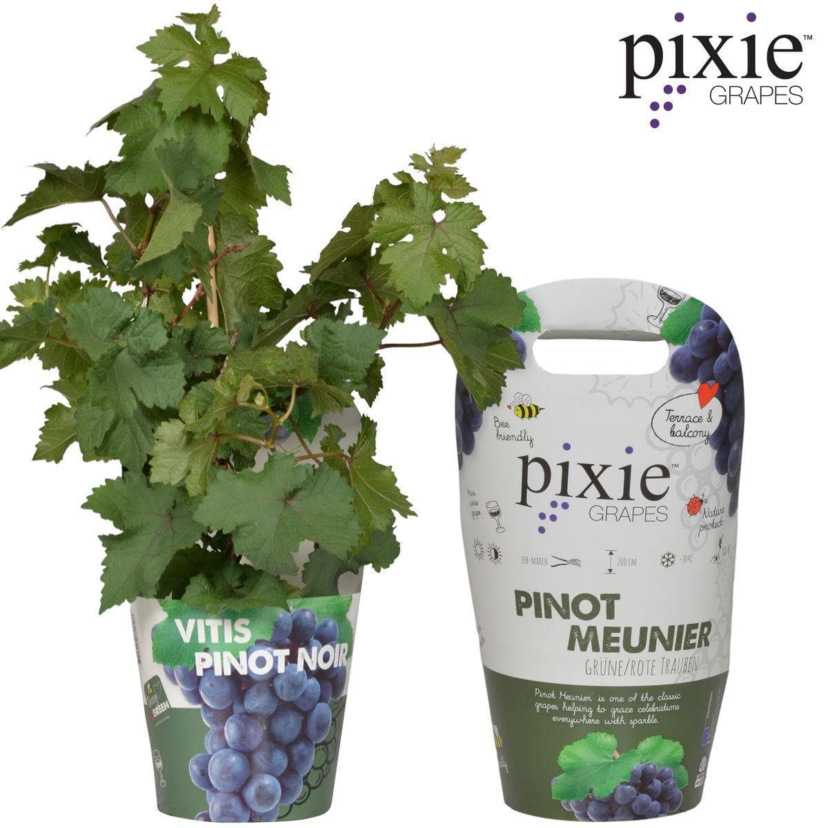 Vitis Pixie Pinot Noir - Bio Zwerg-Weinrebe Ø14cm - Höhe 30cm für Eigenanbau dunkle Weintraubenpflanze - grüne-wurzel