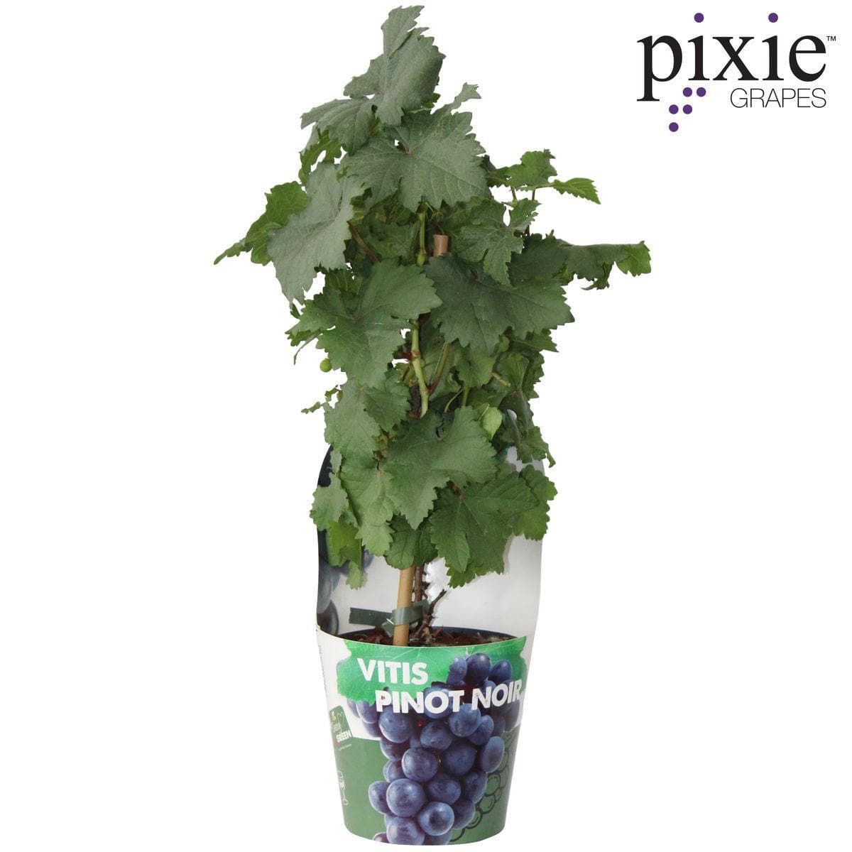 Vitis Pixie Pinot Noir - Bio Zwerg-Weinrebe Ø14cm - Höhe 30cm für Eigenanbau dunkle Weintraubenpflanze - grüne-wurzel