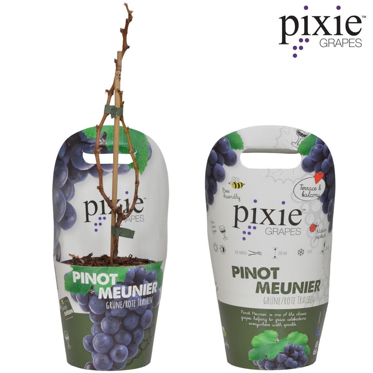 Vitis Pixie Pinot Noir - Bio Zwerg-Weinrebe Ø14cm - Höhe 30cm für Eigenanbau dunkle Weintraubenpflanze - grüne-wurzel