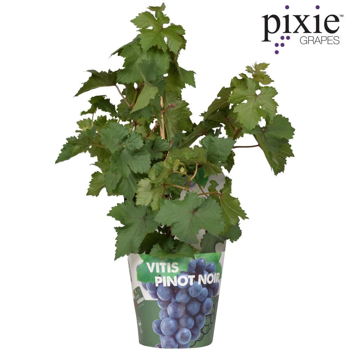 Vitis Pixie Pinot Noir - Bio Zwerg-Weinrebe Ø14cm - Höhe 30cm für Eigenanbau dunkle Weintraubenpflanze - grüne-wurzel