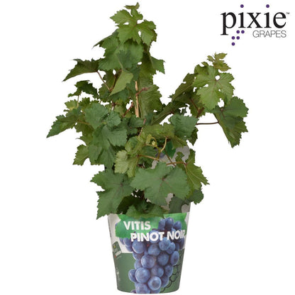 Vitis Pixie Pinot Noir - Bio Zwerg-Weinrebe Ø14cm - Höhe 30cm für Eigenanbau dunkle Weintraubenpflanze - grüne-wurzel