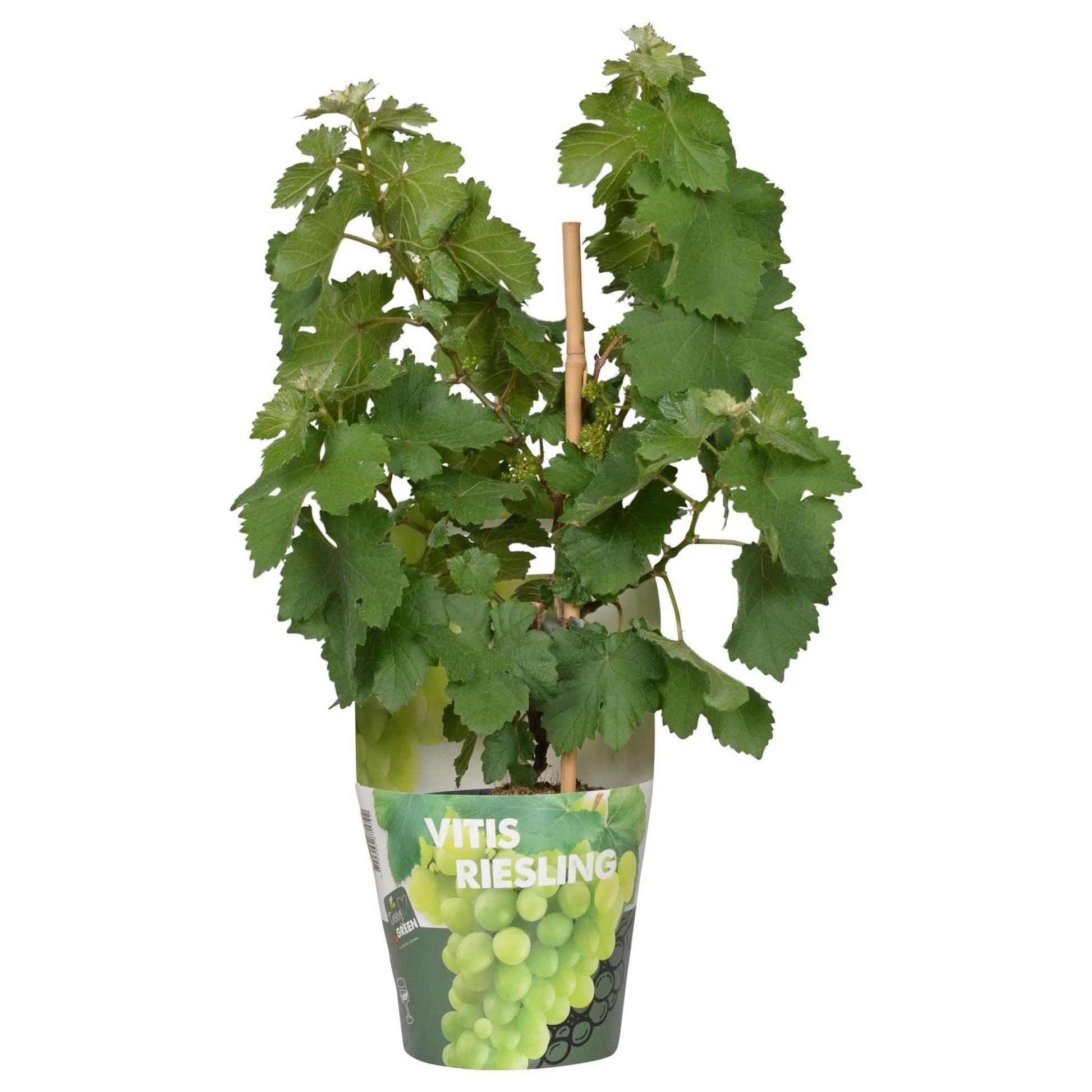 Vitis Pixie Riesling - Kompakte Weinrebe Ø14cm - Höhe 30cm für Balkon und Garten Weintraubenpflanze Helle Trauben - grüne-wurzel