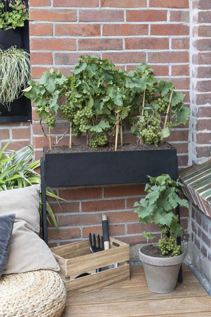 Vitis Pixie Riesling - Kompakte Weinrebe Ø14cm - Höhe 30cm für Balkon und Garten Weintraubenpflanze Helle Trauben - grüne-wurzel