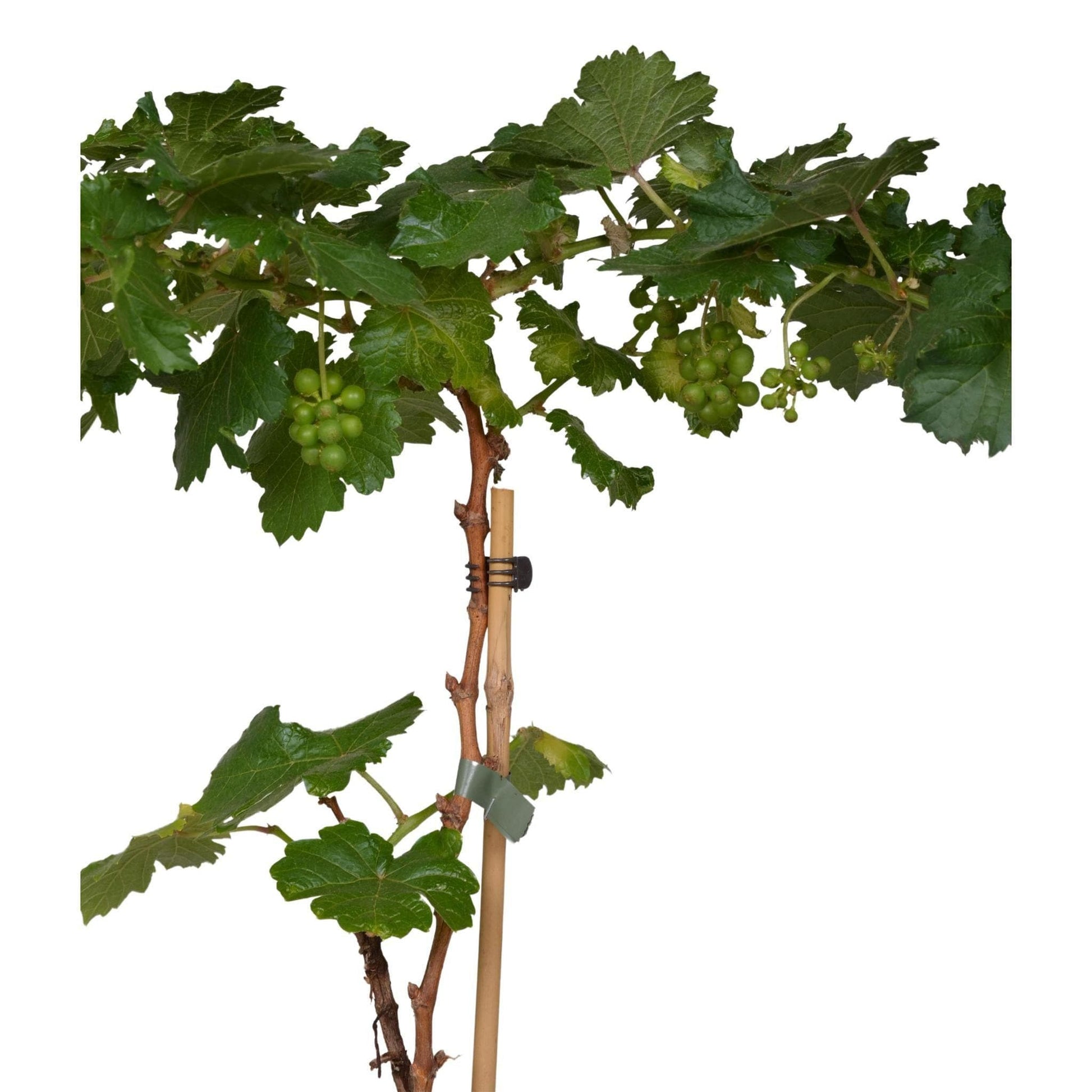 Vitis Pixie Riesling - Kompakte Weinrebe Ø14cm - Höhe 30cm für Balkon und Garten Weintraubenpflanze Helle Trauben - grüne-wurzel