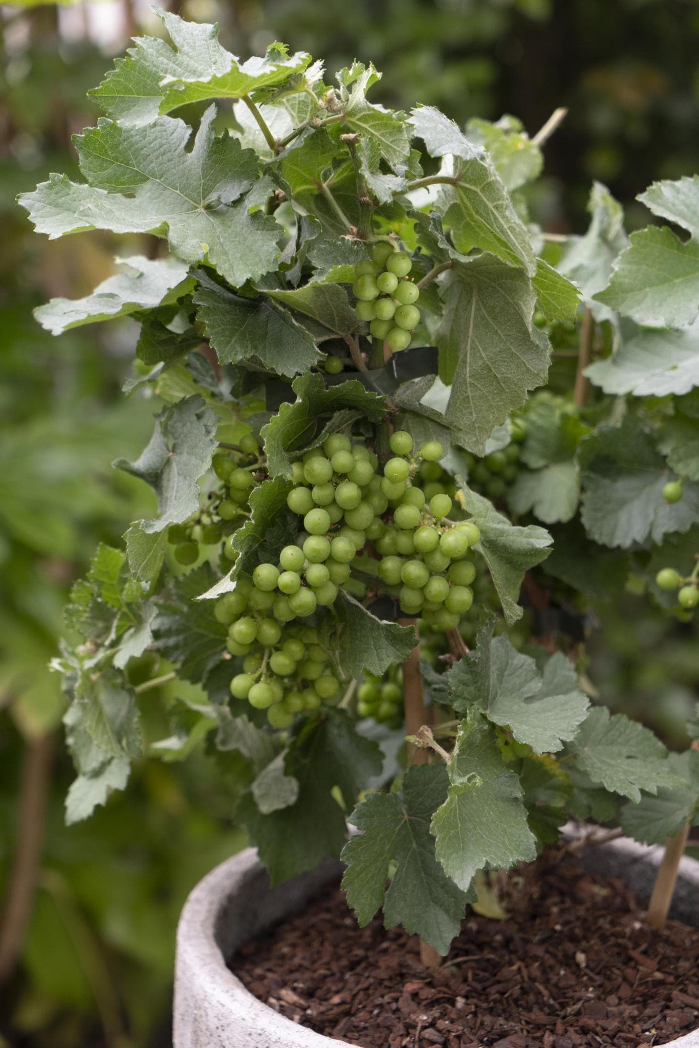 Vitis Pixie Riesling - Kompakte Weinrebe Ø14cm - Höhe 30cm für Balkon und Garten Weintraubenpflanze Helle Trauben - grüne-wurzel