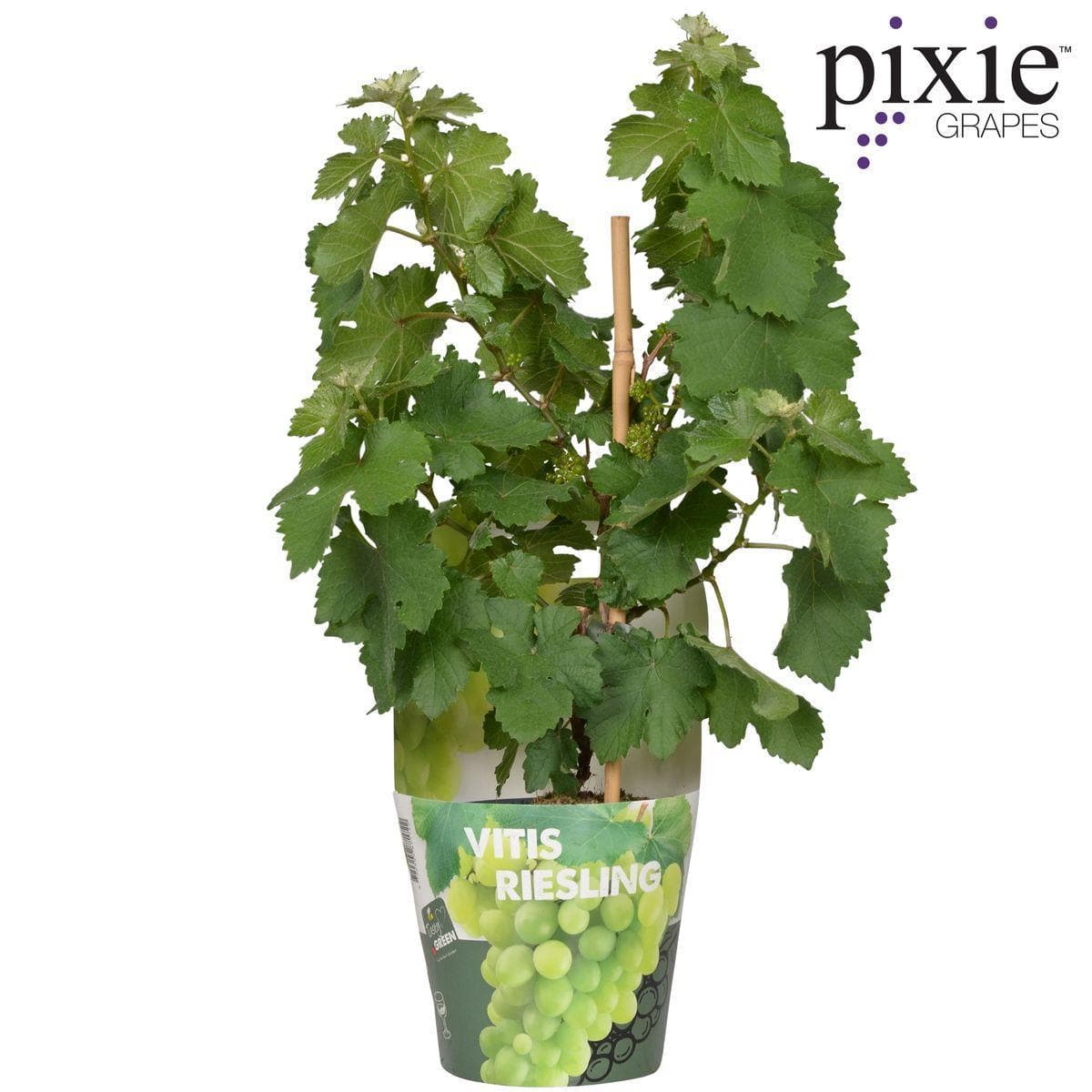 Vitis Pixie Riesling - Kompakte Weinrebe Ø14cm - Höhe 30cm für Balkon und Garten Weintraubenpflanze Helle Trauben - grüne-wurzel