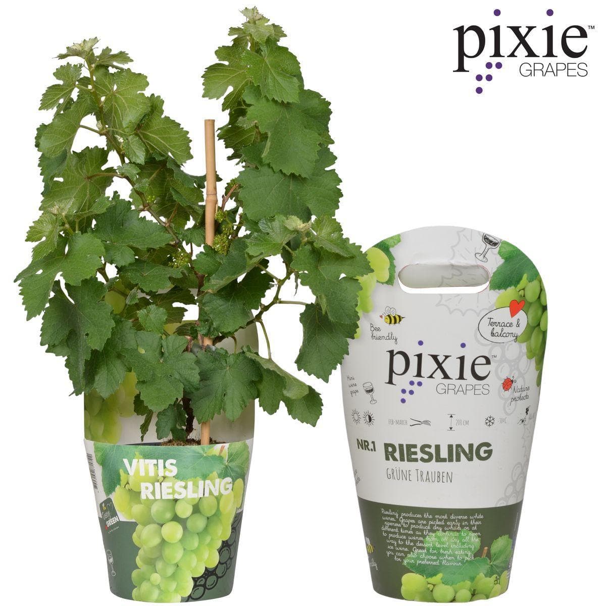 Vitis Pixie Riesling - Kompakte Weinrebe Ø14cm - Höhe 30cm für Balkon und Garten Weintraubenpflanze Helle Trauben - grüne-wurzel