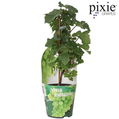 Vitis Pixie Riesling - Kompakte Weinrebe Ø14cm - Höhe 30cm für Balkon und Garten Weintraubenpflanze Helle Trauben - grüne-wurzel