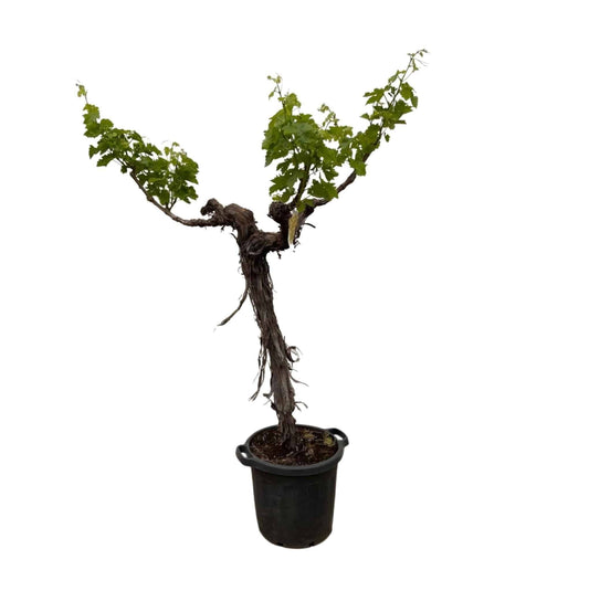 Vitis Vinifera Verzweigt - Elegante Weinrebe - 220 cm - Ø55cm  Gartenpflanze Weintrauben - grüne-wurzel