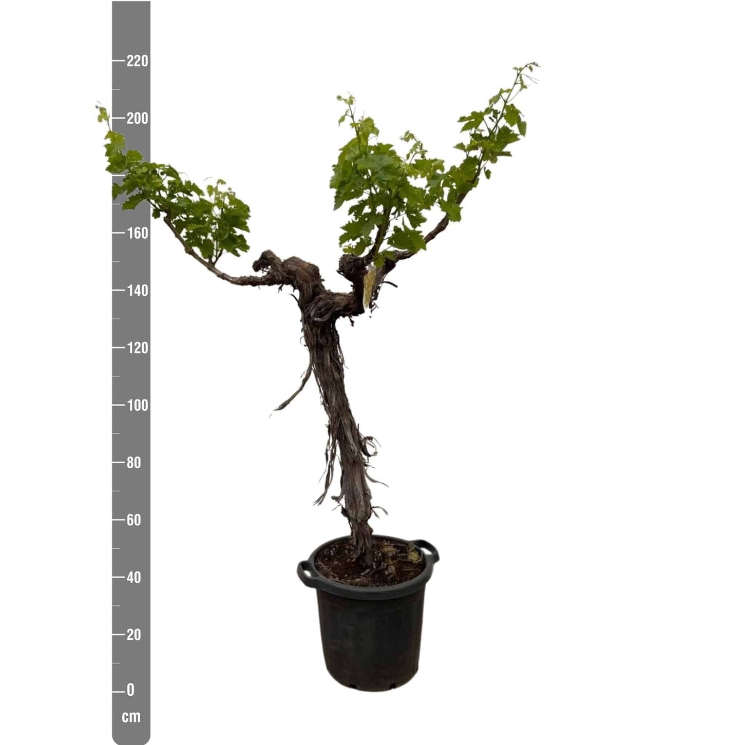 Vitis Vinifera Verzweigt - Elegante Weinrebe - 220 cm - Ø55cm  Gartenpflanze Weintrauben - grüne-wurzel