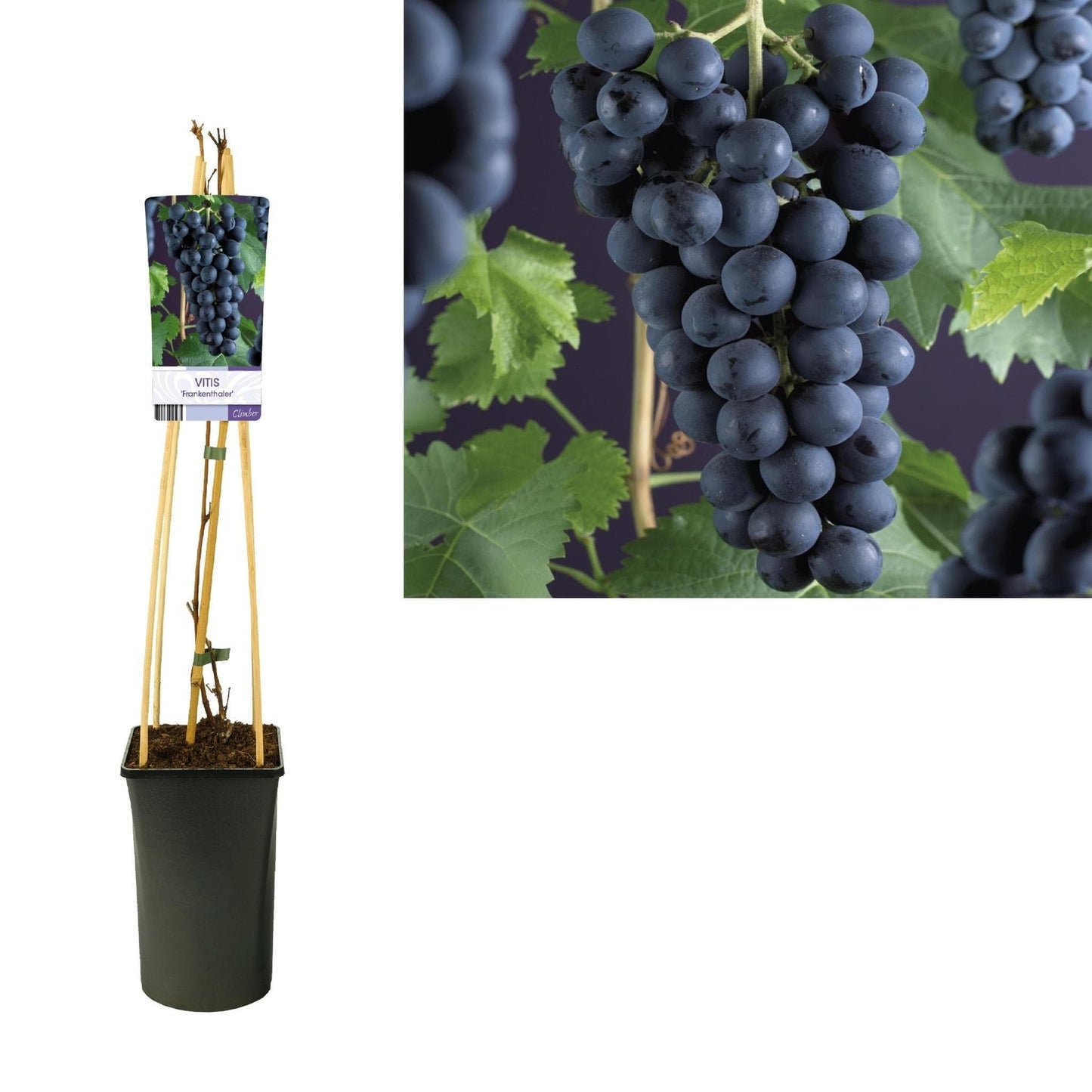 Weinstock Vitis 'Frankenthaler' - Aromatische Dunkle Tafeltraube - Sonnenliebend, Ø12cm Topf Weintraubenpflanze - grüne-wurzel