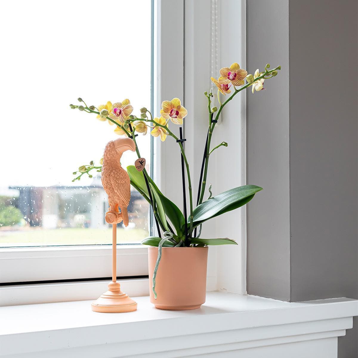 Kolibri Home | Pfirsichfarbene Tukan Skulptur - 30cm - Trendiges Wohnraum-Ornament Orange Vogel Dekoration - grüne-wurzel