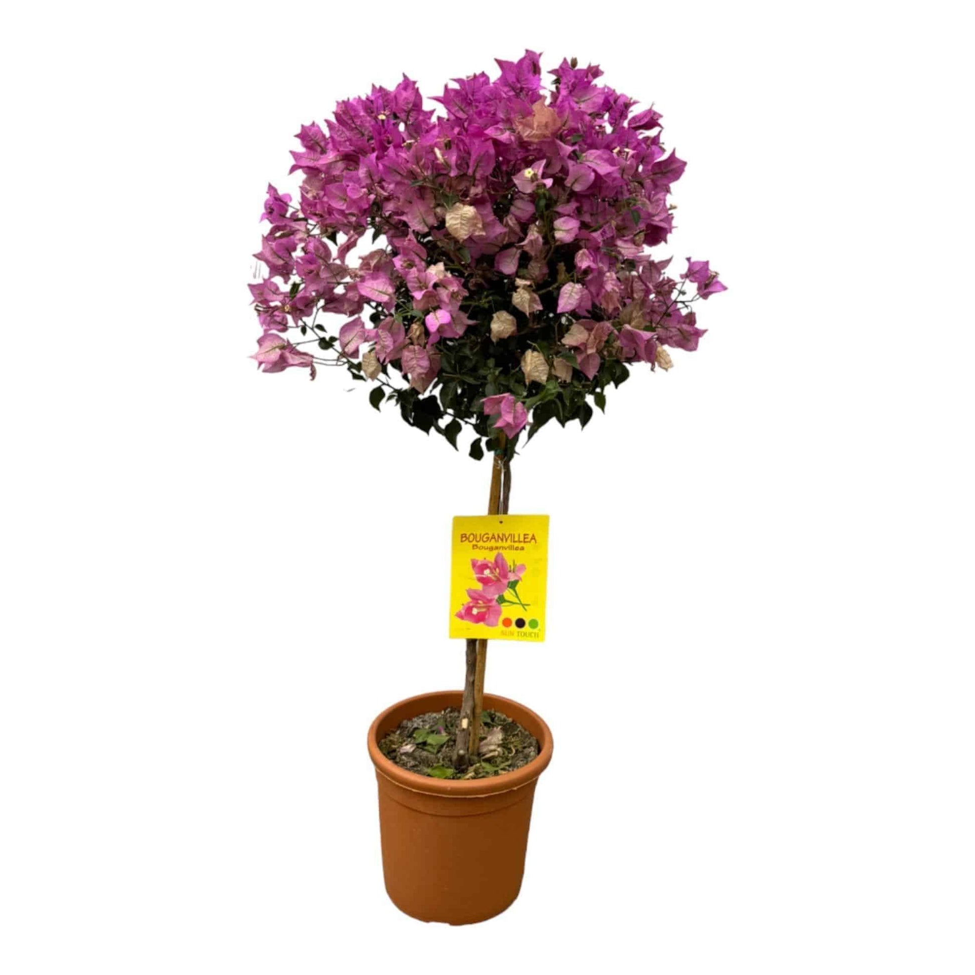 Bougainvillea auf Stamm - Bougainvillea glabra - Höhe 110 cm - Rosa Blüten - Gartenpflanze - grüne-wurzel