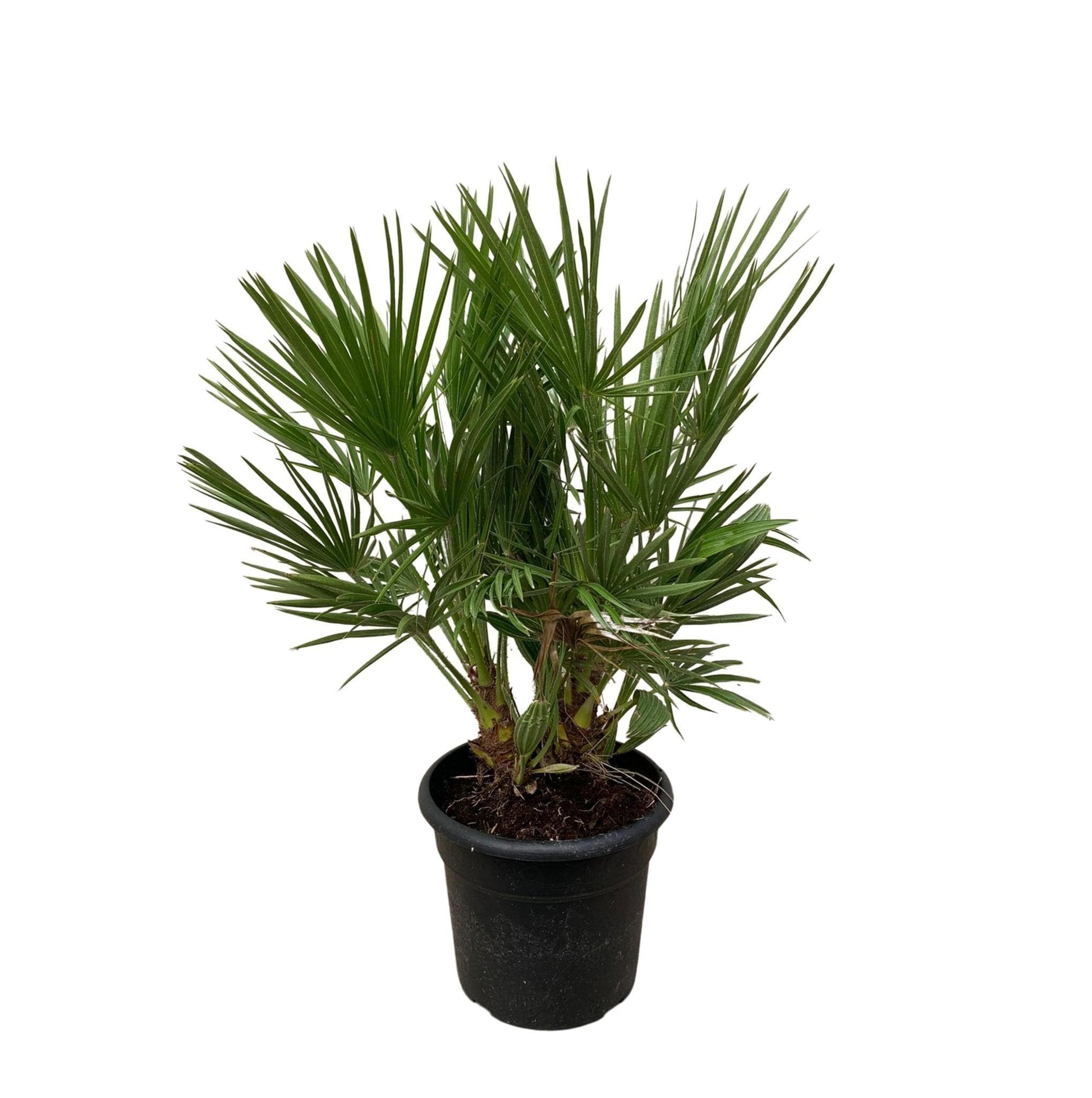 Chamaerops Humilis - Mediterrane Strauchpalme - Höhe 100 cm - Ø24 cm - Gartenpflanze - grüne-wurzel