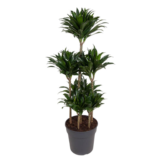 Dracaena Compacta Carrousel - Elegante Drachenbaum - 130 cm hoch, Topfdurchmesser 31 cm - grüne-wurzel