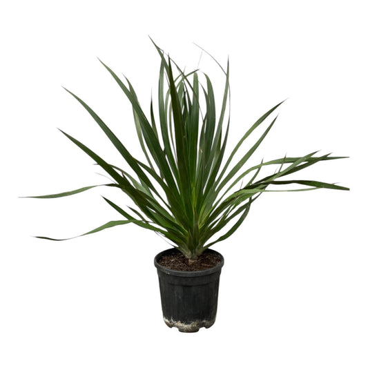 Dracaena Draco Drachenblutbaum – Majestätischer Gartenbaum - 100 cm Höhe - grüne-wurzel