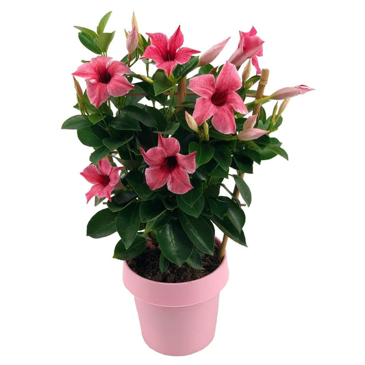 Mandevilla Sundaville Flamingo Pink am Spalier Dipladenia - Durchmesser: 14 cm - Höhe: 40 cm - Kletterpflanze, Balkonpflanze, Blütenpracht, Gartenpflanze - grüne-wurzel