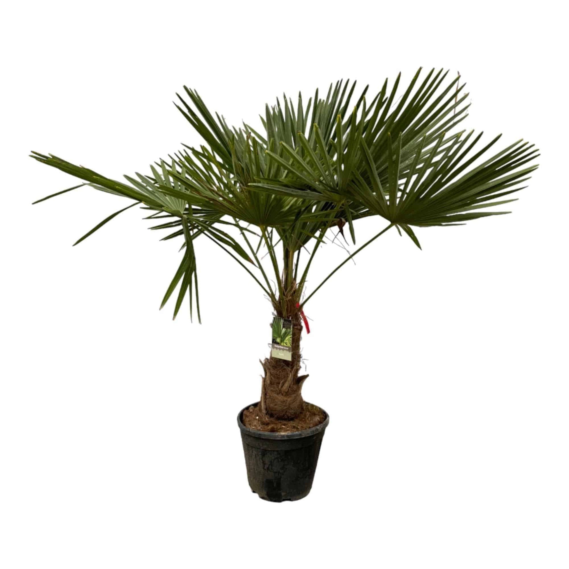 Trachycarpus Fortuneii - Höhe: 200 cm - Durchmesser: 30 cm Garten Palme Chinesische Hanfpalme - grüne-wurzel