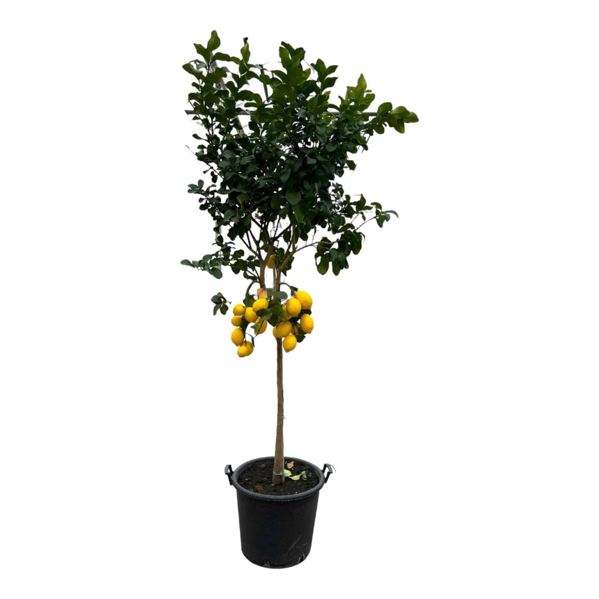 Zitronenbaum (Citrus Lemon) - Große Zitruspflanze - 260 cm - Ø 50 cm Zitronenpflanze - grüne-wurzel