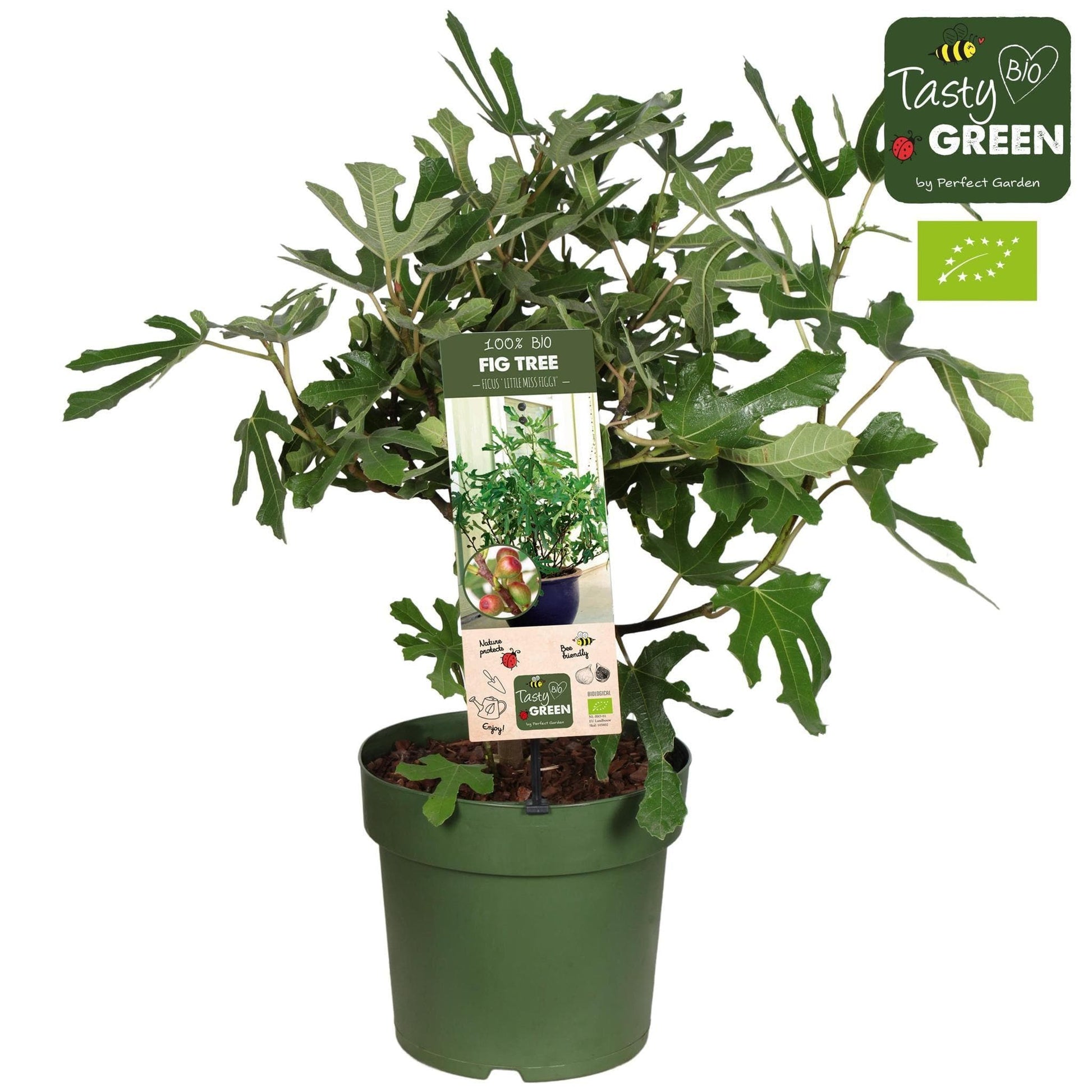 Ficus Carica Bio - Gartenpflanze - 50 cm - Ø23 cm - Feigenbaum - grüne-wurzel