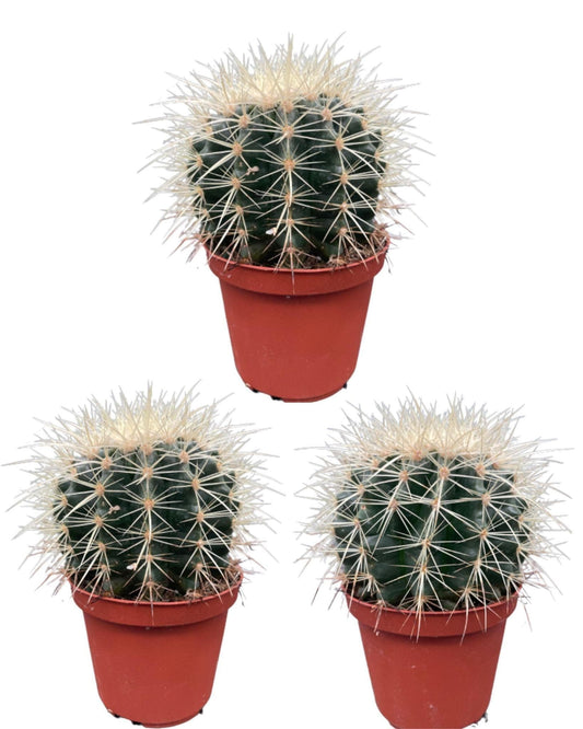 3x Echinocactus Grusonii – Robuste Goldkugelkakteen Ø10,5 cm, Höhe 13-17 cm Kakteen Kaktus - grüne-wurzel